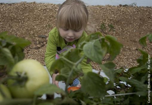 Photo of a little blonde girl picking tomatoes in the U-Pick field with a green tomato in the foreground. Photo courtesy of J Pat Carter.
