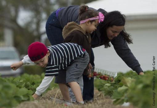 Photo of a mother and two young children, a boy and a girl, picking strawberries in the U-Pick field. Photo courtesy of J Pat Carter.