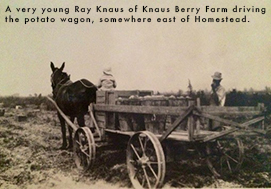Photo of young Ray Knaus of Knaus Berry Farm driving a potato wagon, somewhere east of Homestead