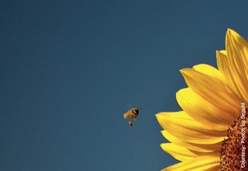 Photo of a bee landing on a sunflower with a blue sky background.